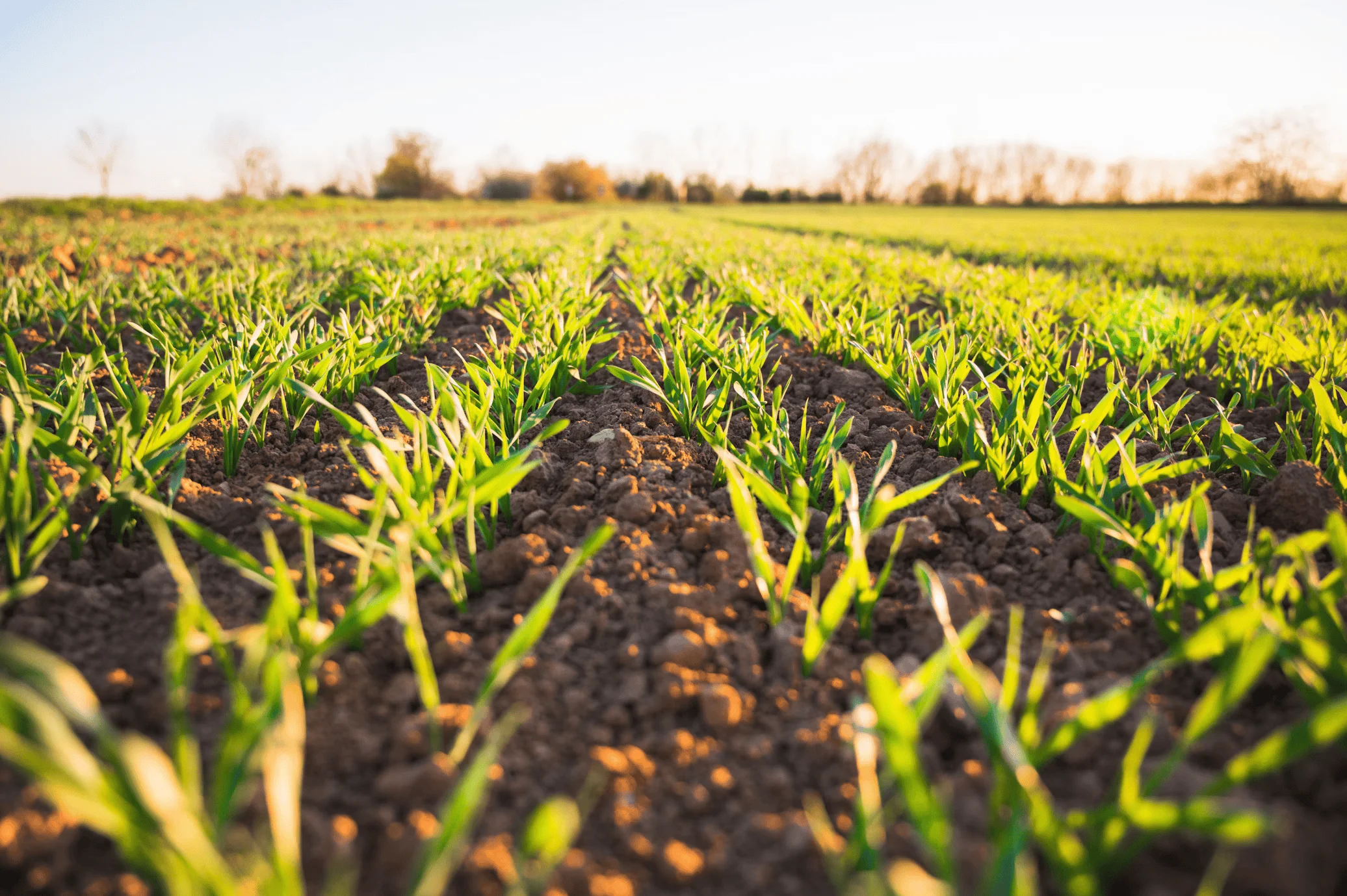 Regenerative Agriculture: Techniques, Benefits, and Global Impact 2025